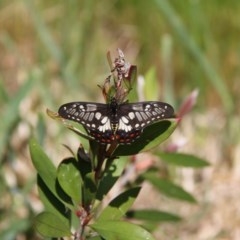 Papilio anactus at Murrumbateman, NSW - 16 Oct 2020