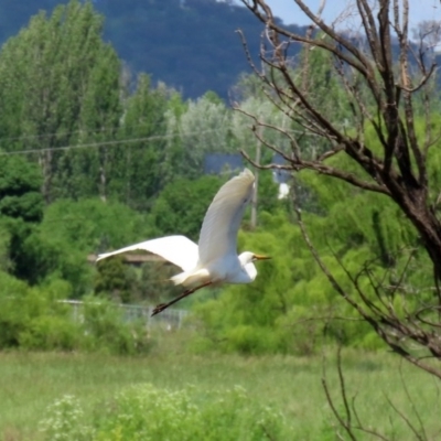 Ardea alba (Great Egret) at Fyshwick, ACT - 16 Oct 2020 by RodDeb