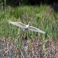 Ardea alba at Fyshwick, ACT - 16 Oct 2020