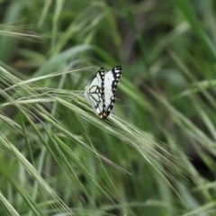 Belenois java at Fyshwick, ACT - 16 Oct 2020