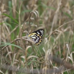 Belenois java at Fyshwick, ACT - 16 Oct 2020