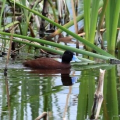 Oxyura australis (Blue-billed Duck) at Fyshwick, ACT - 16 Oct 2020 by RodDeb