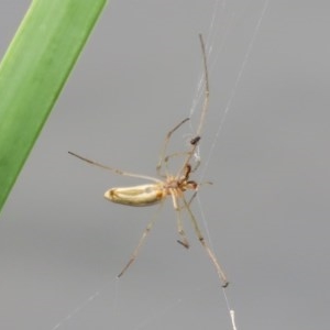 Tetragnatha sp. (genus) at Gordon, ACT - 17 Oct 2020