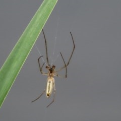 Tetragnatha sp. (genus) at Gordon, ACT - 17 Oct 2020