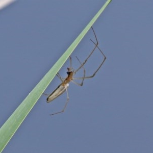 Tetragnatha sp. (genus) at Gordon, ACT - 17 Oct 2020