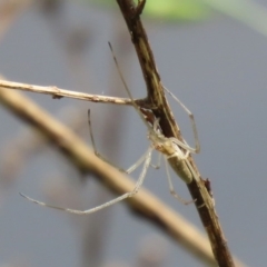 Tetragnatha sp. (genus) at Gordon, ACT - 17 Oct 2020