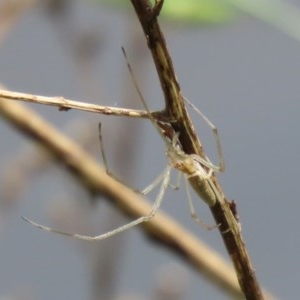 Tetragnatha sp. (genus) at Gordon, ACT - 17 Oct 2020