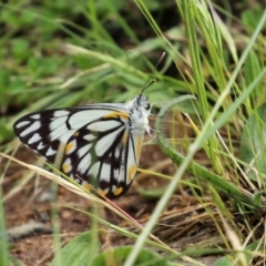 Belenois java (Caper White) at Gordon, ACT - 17 Oct 2020 by RodDeb