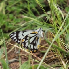 Belenois java at Gordon, ACT - 17 Oct 2020