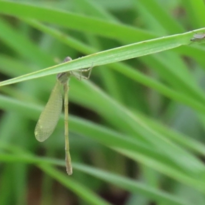 Coenagrionidae sp. (family) (Unidentified damselfly) at Gordon, ACT - 17 Oct 2020 by RodDeb