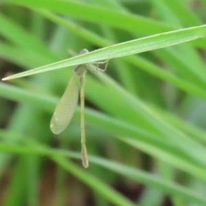 Coenagrionidae sp. (family) at Gordon, ACT - 17 Oct 2020