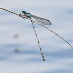 Austrolestes leda at Gordon, ACT - 17 Oct 2020