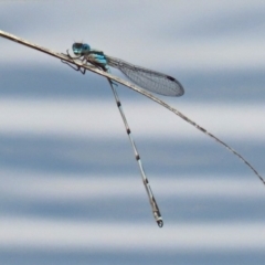 Austrolestes leda at Gordon, ACT - 17 Oct 2020