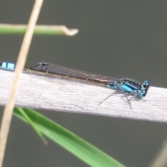 Ischnura heterosticta (Common Bluetail Damselfly) at Gordon, ACT - 17 Oct 2020 by RodDeb