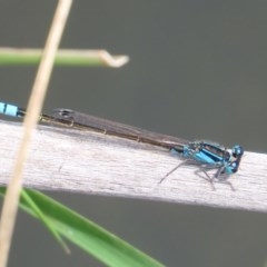 Ischnura heterosticta at Gordon, ACT - 17 Oct 2020