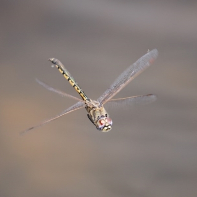 Hemicordulia tau (Tau Emerald) at Gordon, ACT - 17 Oct 2020 by RodDeb