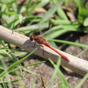 Diplacodes bipunctata at Gordon, ACT - 17 Oct 2020