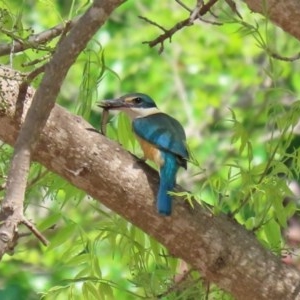 Todiramphus sanctus at Gordon, ACT - 17 Oct 2020