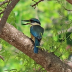 Todiramphus sanctus at Gordon, ACT - 17 Oct 2020