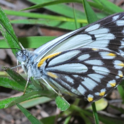 Belenois java (Caper White) at Holt, ACT - 16 Oct 2020 by Harrisi