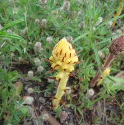Orobanche minor (Broomrape) at Hawker, ACT - 17 Oct 2020 by sangio7