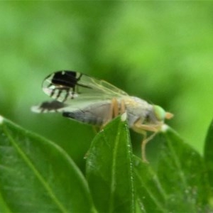 Trupanea (genus) at Kambah, ACT - 15 Oct 2020