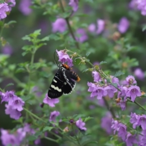 Phalaenoides glycinae at Cook, ACT - 16 Oct 2020