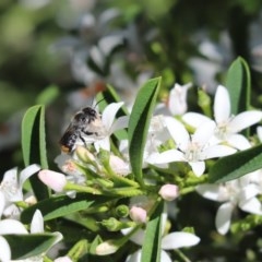 Megachile sp. (several subgenera) (Resin Bees) at Cook, ACT - 15 Oct 2020 by Tammy