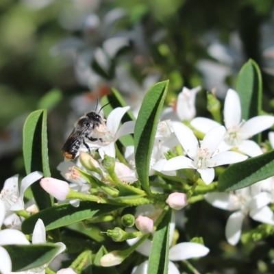 Megachile sp. (several subgenera) (Resin Bees) at Cook, ACT - 15 Oct 2020 by Tammy