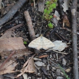 Scopula rubraria at Cook, ACT - 16 Oct 2020 03:37 PM