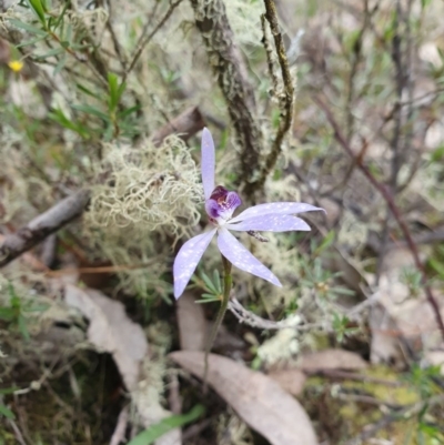 Cyanicula caerulea (Blue Fingers, Blue Fairies) at Denman Prospect, ACT - 9 Oct 2020 by nic.jario