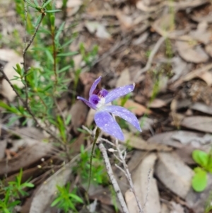 Cyanicula caerulea at Denman Prospect, ACT - suppressed