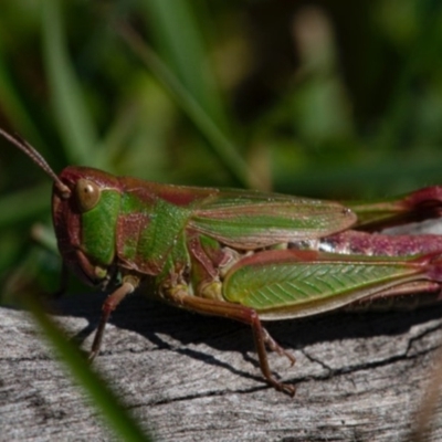 Perala viridis (Spring buzzer) at Wandiyali-Environa Conservation Area - 16 Oct 2020 by Wandiyali