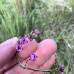 Arthropodium minus (Small Vanilla Lily) at Mulanggari Grasslands - 17 Oct 2020 by OllieCal