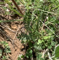 Acaena x ovina (Sheep's Burr) at Mulanggari Grasslands - 18 Oct 2020 by OllieCal