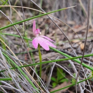 Caladenia carnea at Denman Prospect, ACT - suppressed