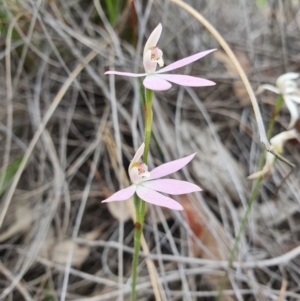 Caladenia carnea at Denman Prospect, ACT - 9 Oct 2020