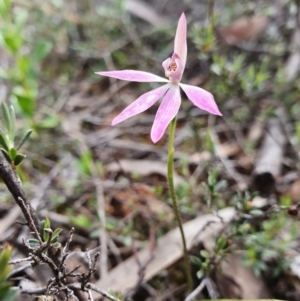 Caladenia carnea at Denman Prospect, ACT - 9 Oct 2020