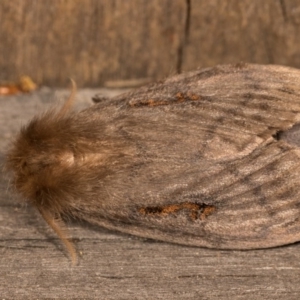 Leptocneria reducta at Melba, ACT - 13 Oct 2020