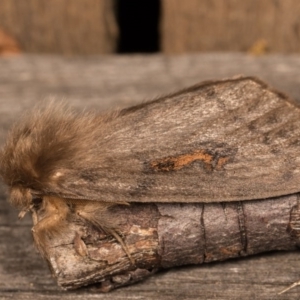 Leptocneria reducta at Melba, ACT - 13 Oct 2020