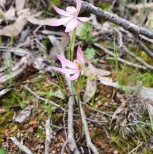 Caladenia carnea at Denman Prospect, ACT - suppressed