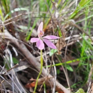 Caladenia carnea at Denman Prospect, ACT - suppressed