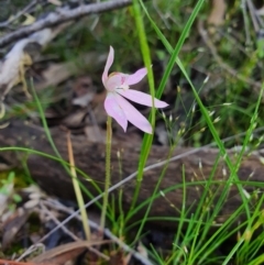 Caladenia carnea (Pink Fingers) at Denman Prospect, ACT - 9 Oct 2020 by nic.jario