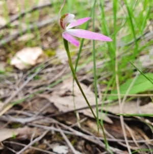 Caladenia carnea at Denman Prospect, ACT - 9 Oct 2020