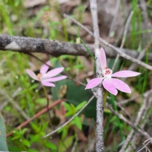 Caladenia carnea at Denman Prospect, ACT - 9 Oct 2020