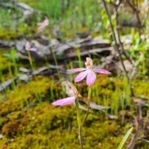 Caladenia carnea at Denman Prospect, ACT - suppressed