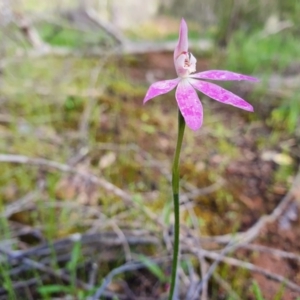 Caladenia carnea at Denman Prospect, ACT - 9 Oct 2020