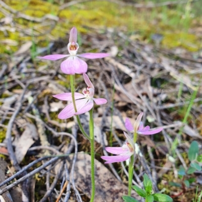 Caladenia carnea (Pink Fingers) at Denman Prospect, ACT - 9 Oct 2020 by nic.jario