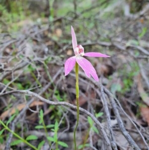 Caladenia carnea at Denman Prospect, ACT - suppressed