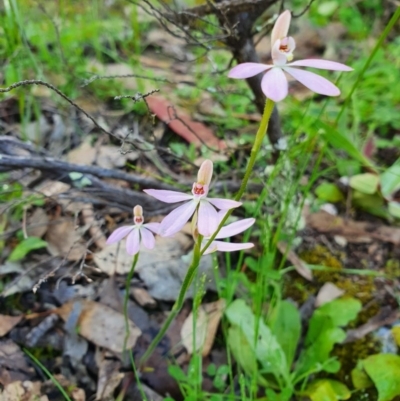 Caladenia carnea (Pink Fingers) at Block 402 - 9 Oct 2020 by nic.jario